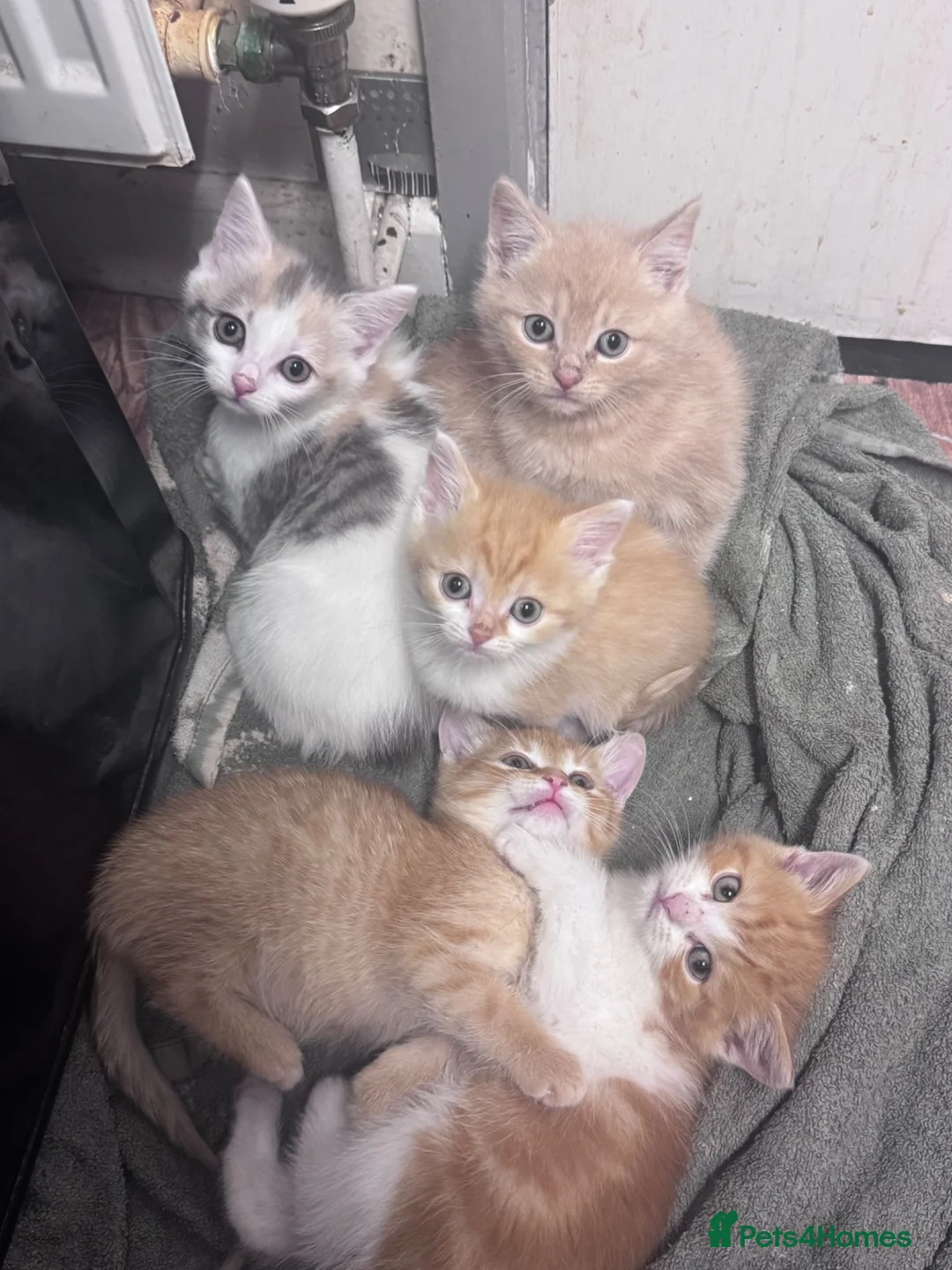 Bengal cats for sale: Kittens ready  - Advert 14