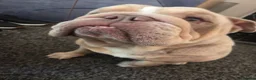 Mixed Breed dogs for sale: Rolo - pocket bulldog - Advert 1