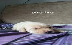 Labrador Retriever dogs for sale: 6 beautiful Labrador (all reserved)  - Advert 7