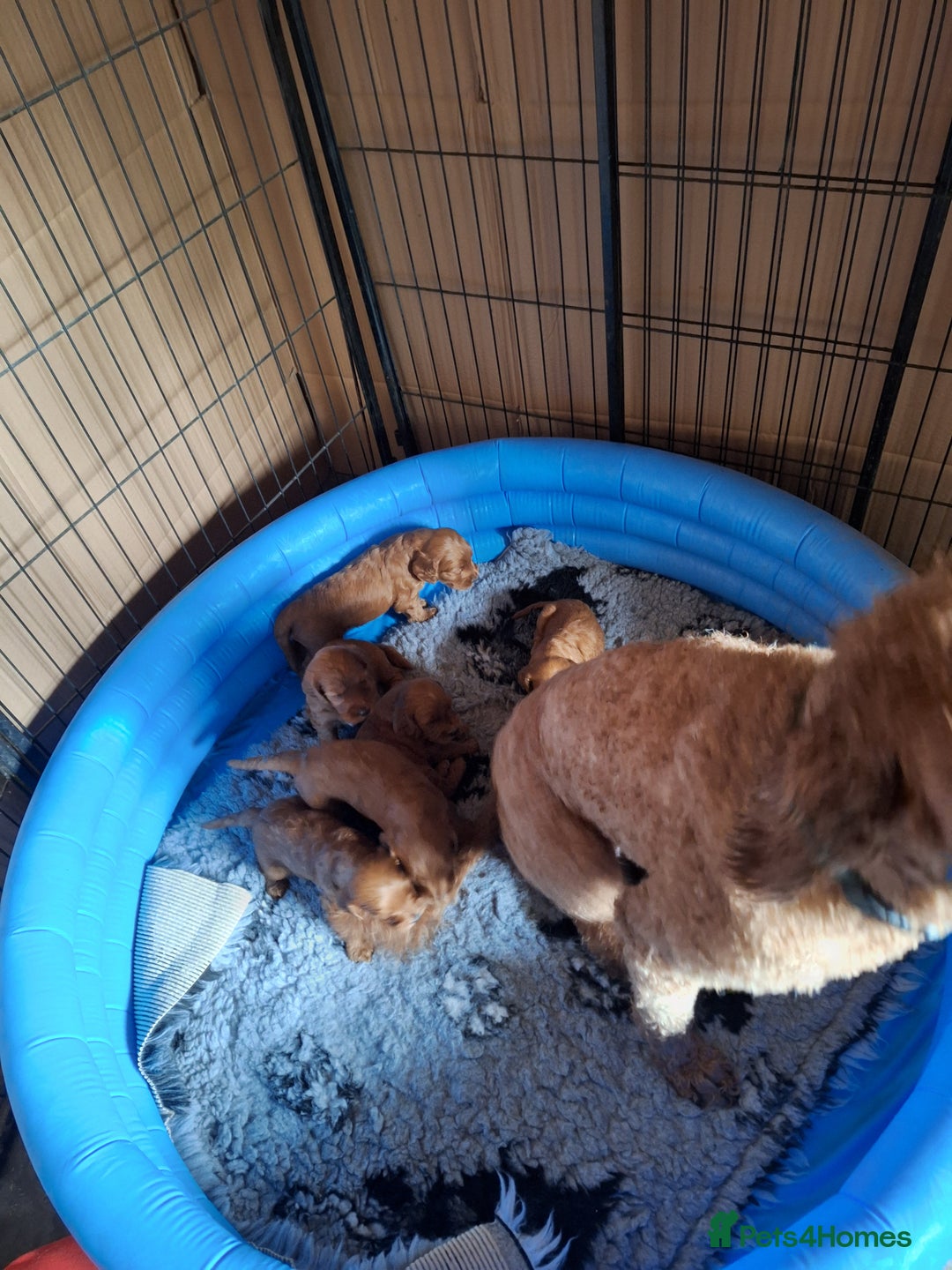 Cockapoo dogs for sale: Cockerpoo Puppies – Standard Size Red Boys Only - Image 2