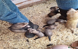 Ferret rodents for sale: Ferret kits - Image 1