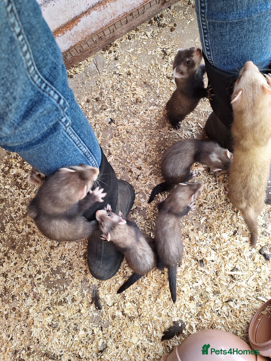 Ferret rodents for sale: Ferret kits - Image 1
