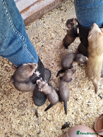 Ferret rodents - Advert 15