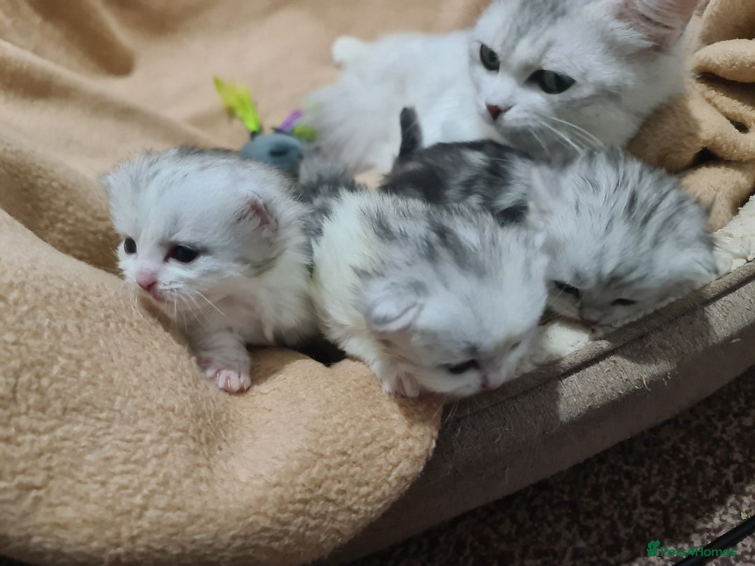 Siberian cats for sale: Siberian Shaded Silver Kittens & Hypoallergenic - Image 6