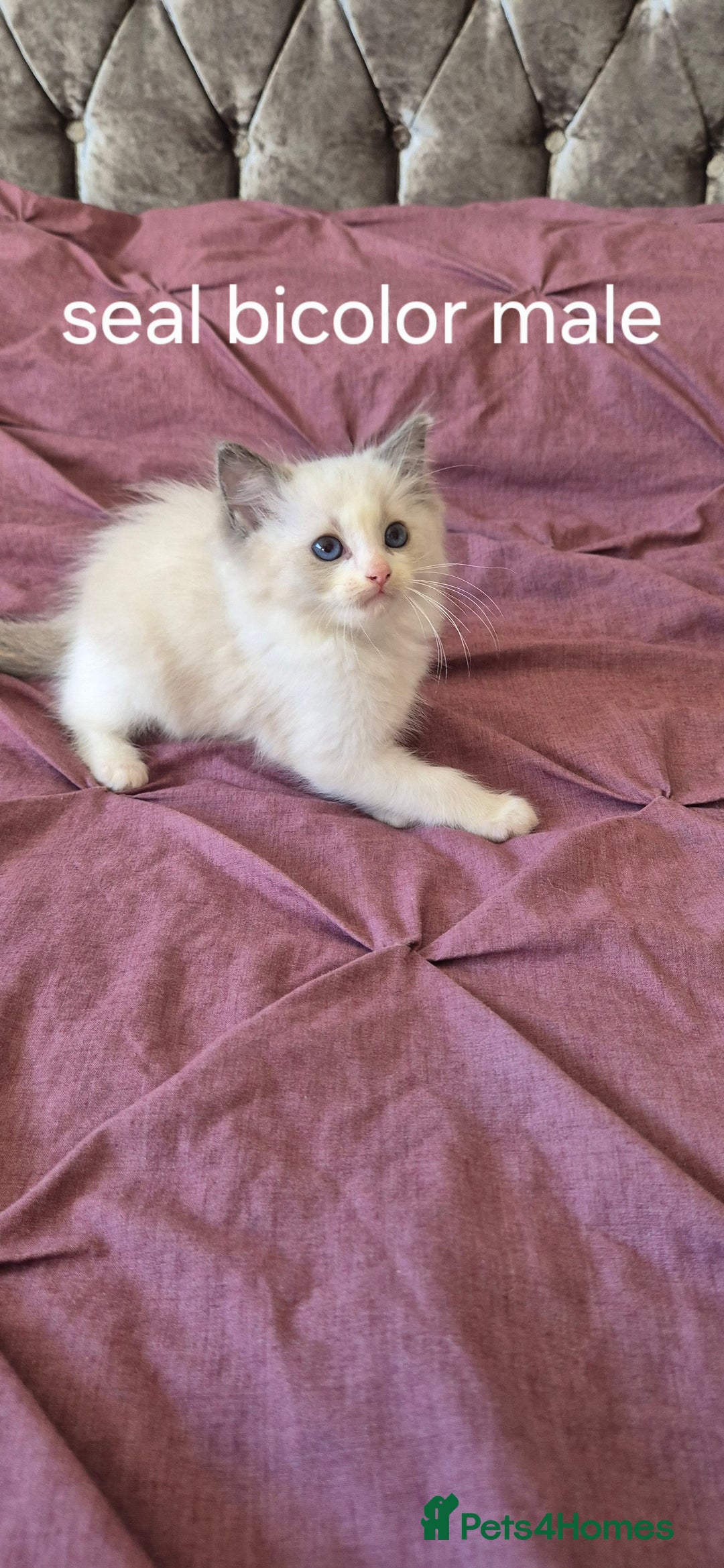 Ragdoll cats for sale: 3 Tica Registered Males For Sale - Image 14