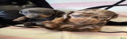 Miniature Dachshund dogs for sale: Miniature dachshund puppies - Advert 6