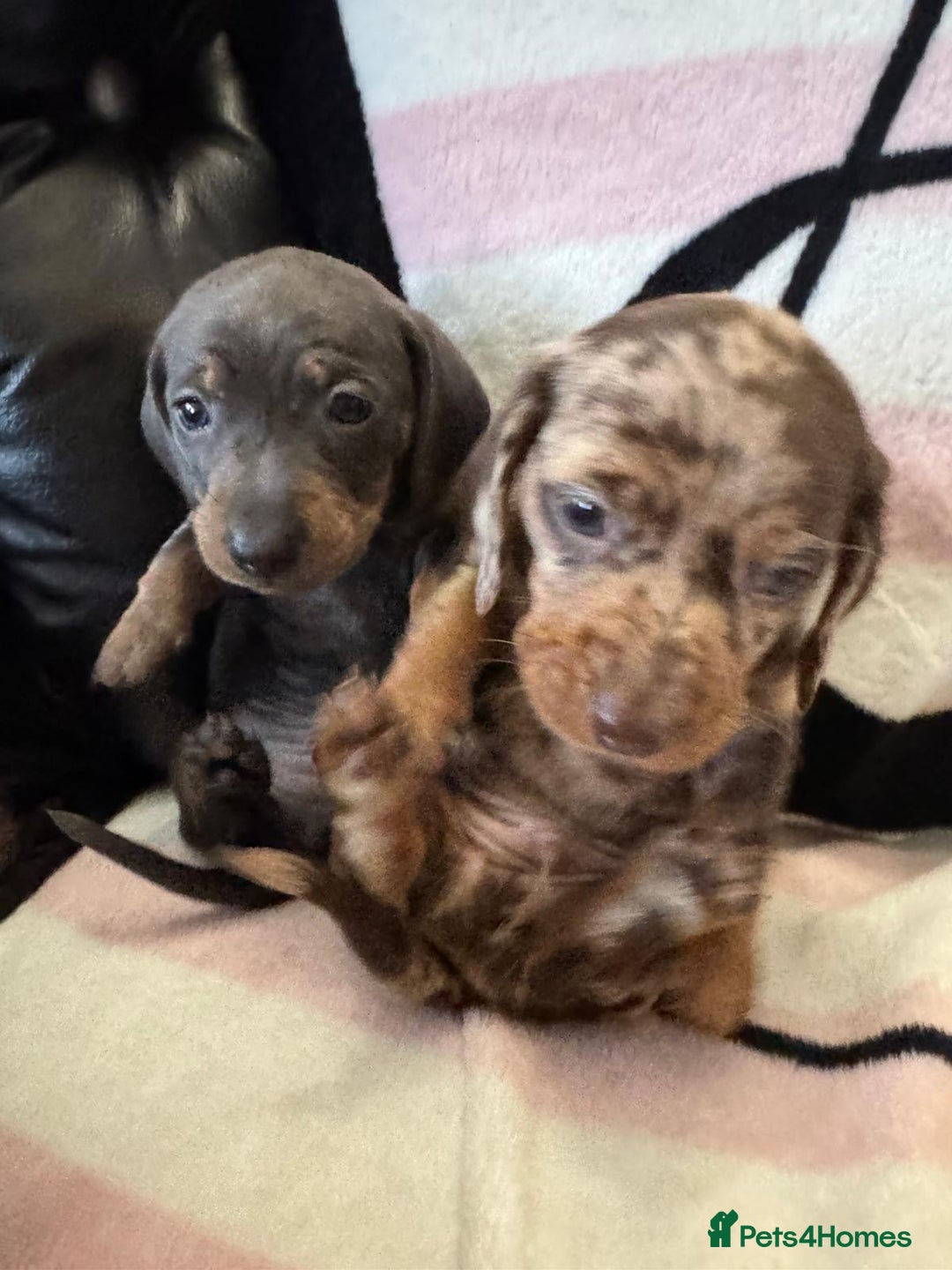 Miniature Dachshund dogs for sale: Miniature dachshund puppies - Advert 6