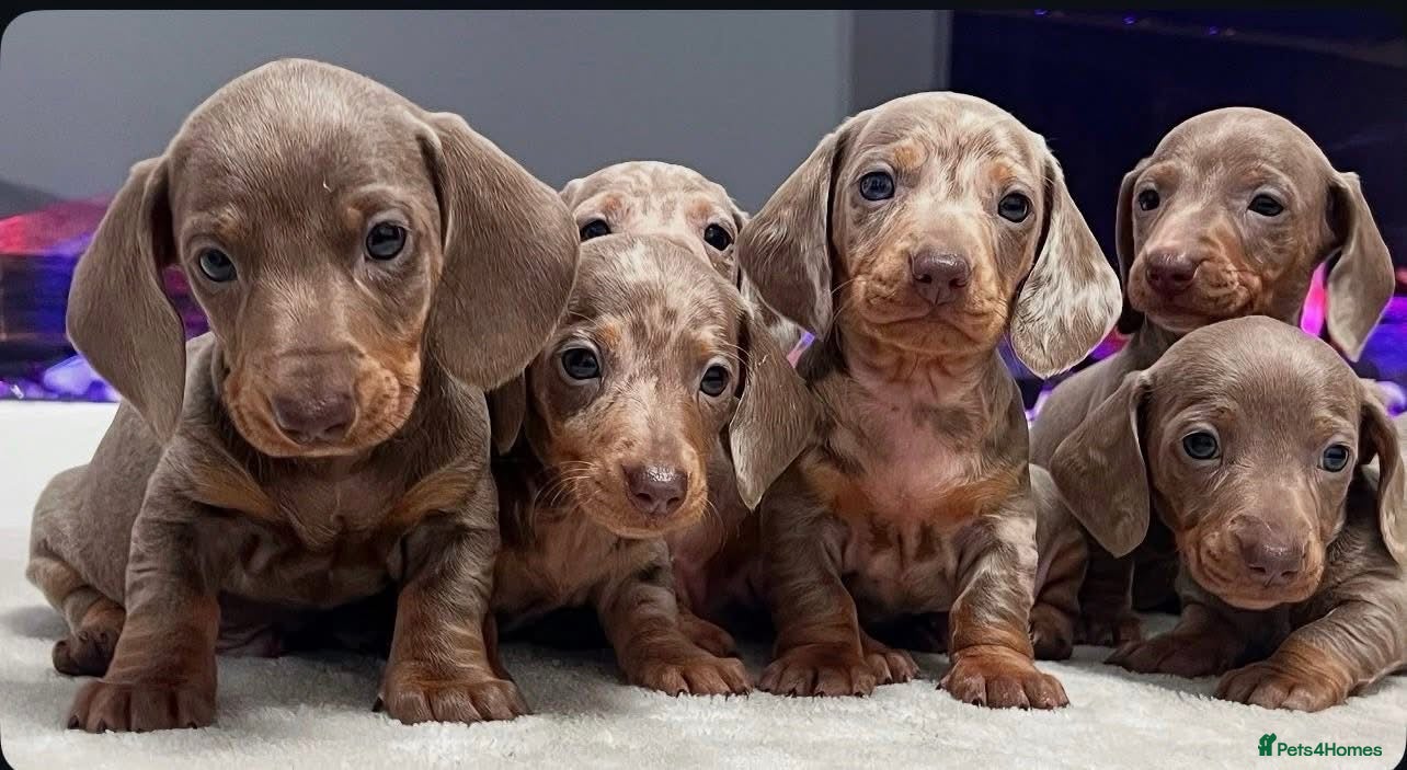 Miniature Dachshund dogs Miniature dachshunds  - Advert 10