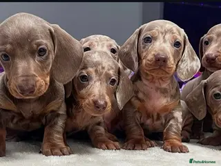 Miniature Dachshund dogs Miniature dachshunds - Advert 10