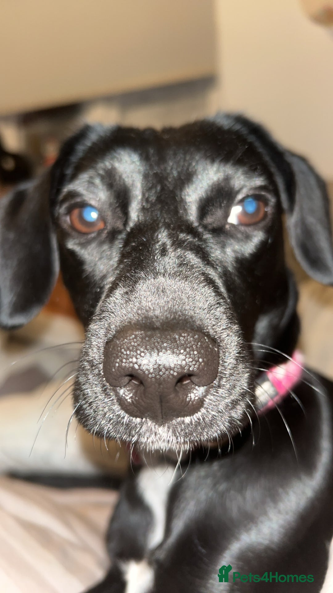 Springador dogs for sale: Bella the springador  - Advert 1