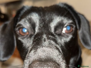 Springador dogs Bella the springador - Advert 1