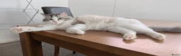Ragdoll cats for sale: Ragdoll in Manchester - Advert 1