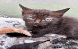 Ragdoll cats for sale: Gorgeous ragdoll cross kittens  - Image 3