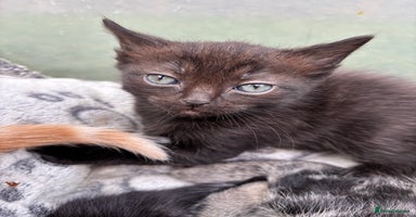 Ragdoll cats - Advert 5
