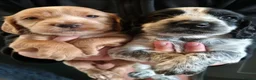 Cocker Spaniel dogs for sale: Beautiful litter of cocker spaniel puppies - Advert 12
