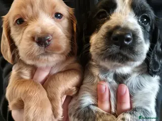 Cocker Spaniel dogs Cocker spanial puppies READY NOW!!! - Advert 8