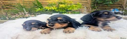 Miniature Dachshund dogs for sale: READY THIS WEEKEND 🏆Russian Champion lines  - Advert 7