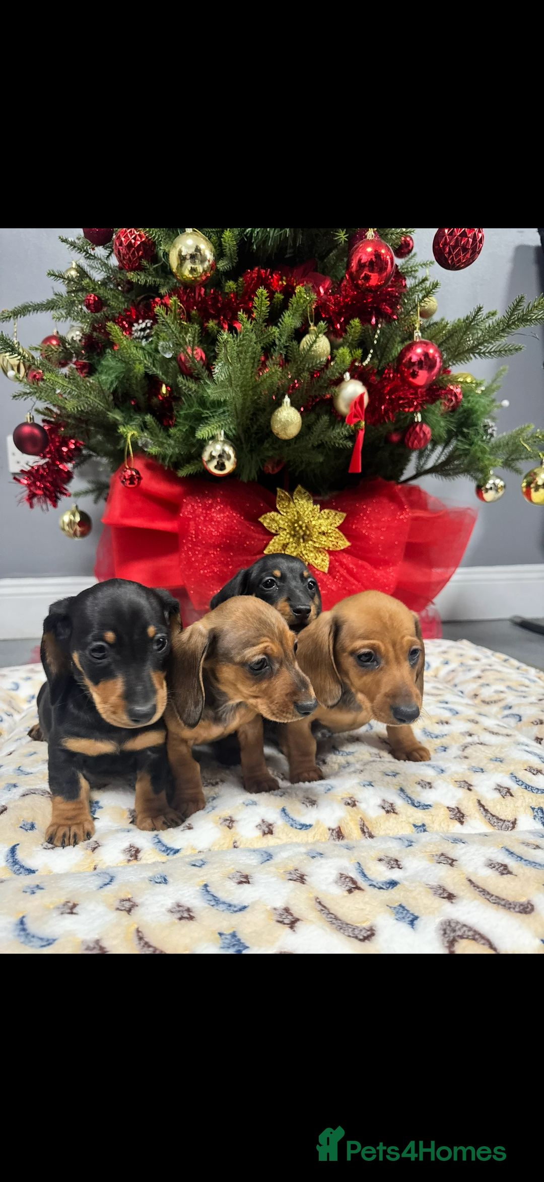 Miniature Dachshund dogs for sale: Miniature Dachshunds Puppies - Advert 5