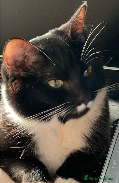 British Shorthair cats Almond (Mr Mustachio) is Looking for a Loving Home - Advert 5