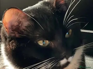 British Shorthair cats Almond (Mr Mustachio) is Looking for a Loving Home - Advert 5