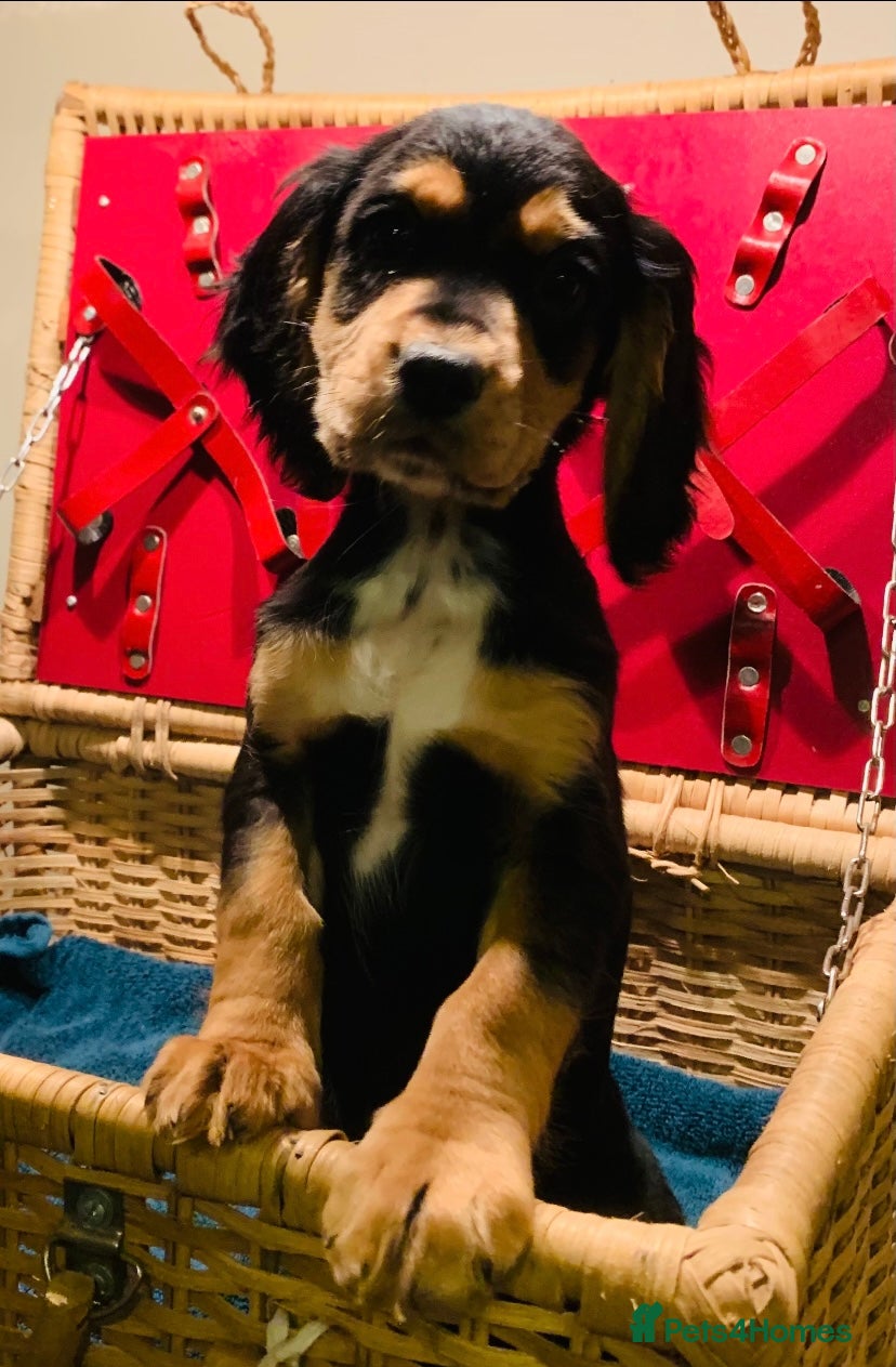 Cocker Spaniel dogs 3 Game-keeper bred Working Cocker Spaniel pups - Advert 17
