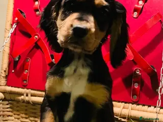 Cocker Spaniel dogs 3 Game-keeper bred Working Cocker Spaniel pups - Advert 17