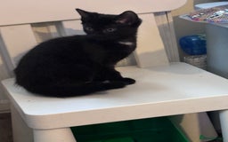 Domestic Shorthair cats for sale: Black kittens  - Image 3
