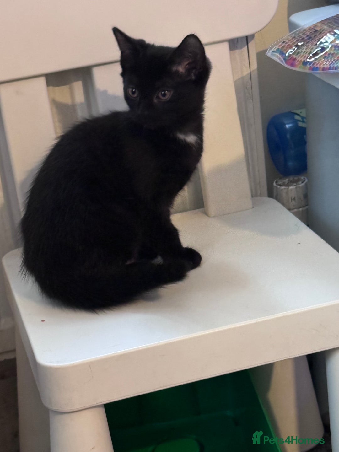 Domestic Shorthair cats for sale: Black kittens  - Image 3