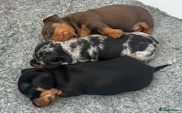 Miniature Dachshund dogs for sale: Gorgeous KC Miniature Dachshunds  - Image 9