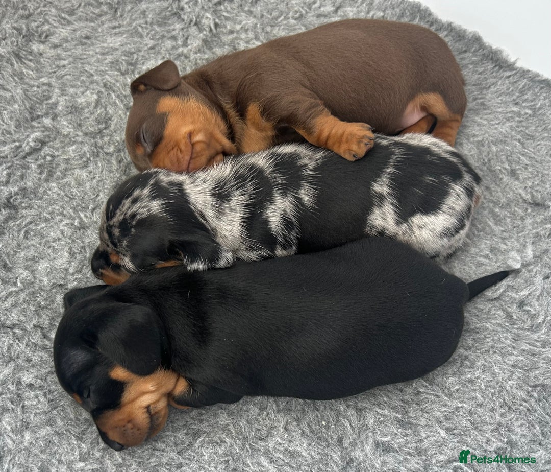 Miniature Dachshund dogs for sale: Gorgeous KC Miniature Dachshunds  - Image 9