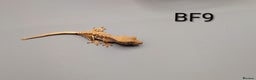 Gecko reptiles for sale: Red Tri Colour Lily White Crested Gecko CB25  - Advert 5