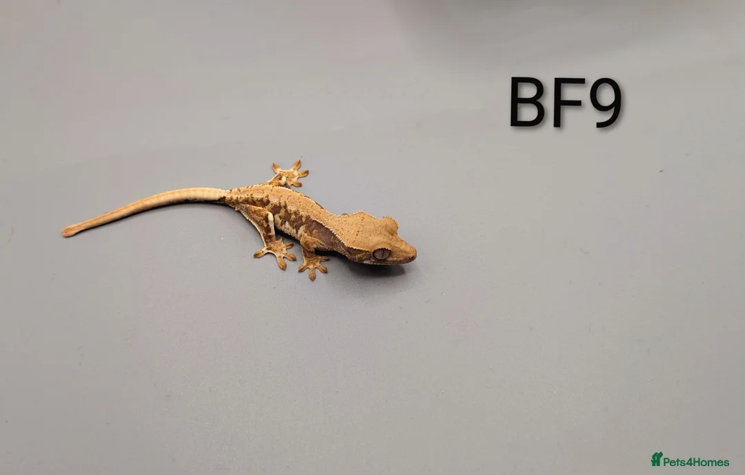 Gecko reptiles for sale: Red Tri Colour Lily White Crested Gecko CB25  - Advert 5
