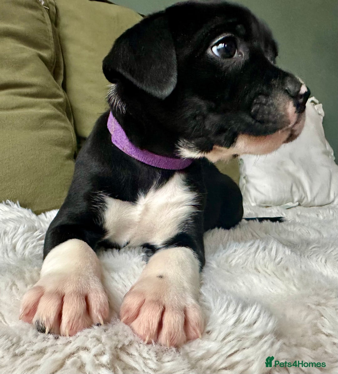 Mixed Breed dogs for sale: Olde English Bulldogge/Staffy Collie - Advert 1