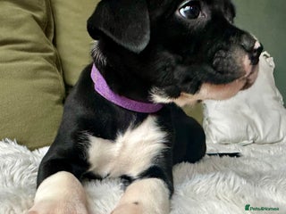 Mixed Breed dogs Olde tyme English Bulldogge/Staffy bull Collie mix - Advert 2