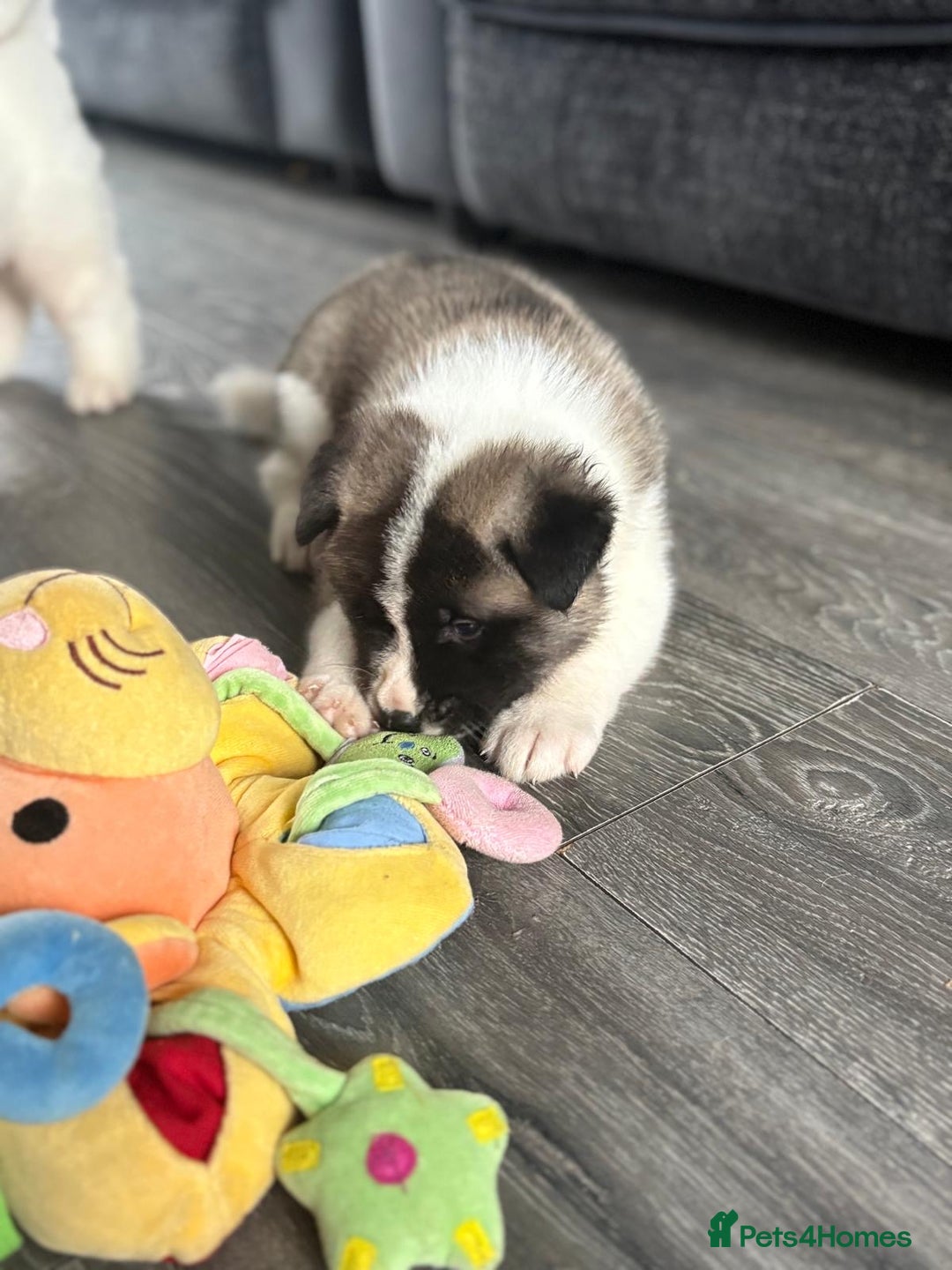 Akita dogs for sale: American Akitas  - Advert 6