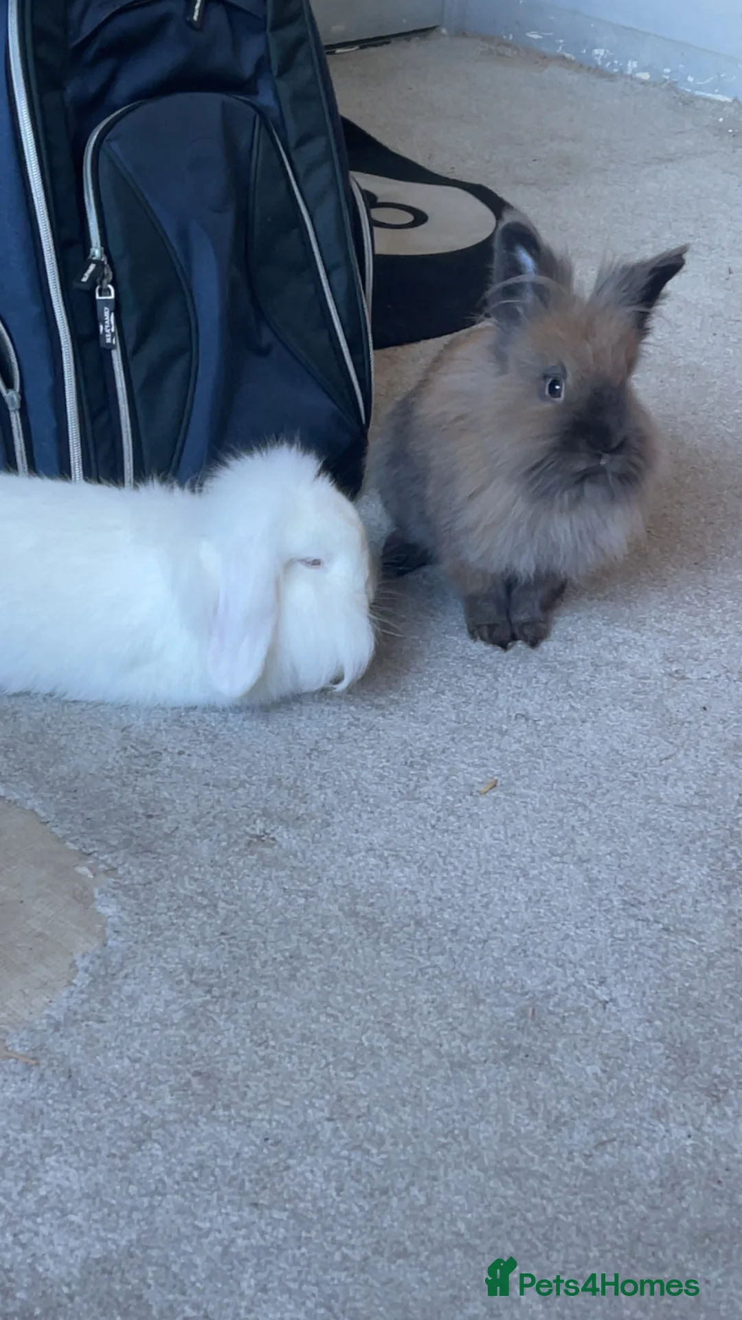 Mixed Breed rabbits for sale: Nebula and Aurora in Saltburn-by-the-Sea - Advert 2