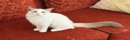Ragdoll cats for sale: Ragdoll Male Kitten in Stoke-on-Trent - Advert 5