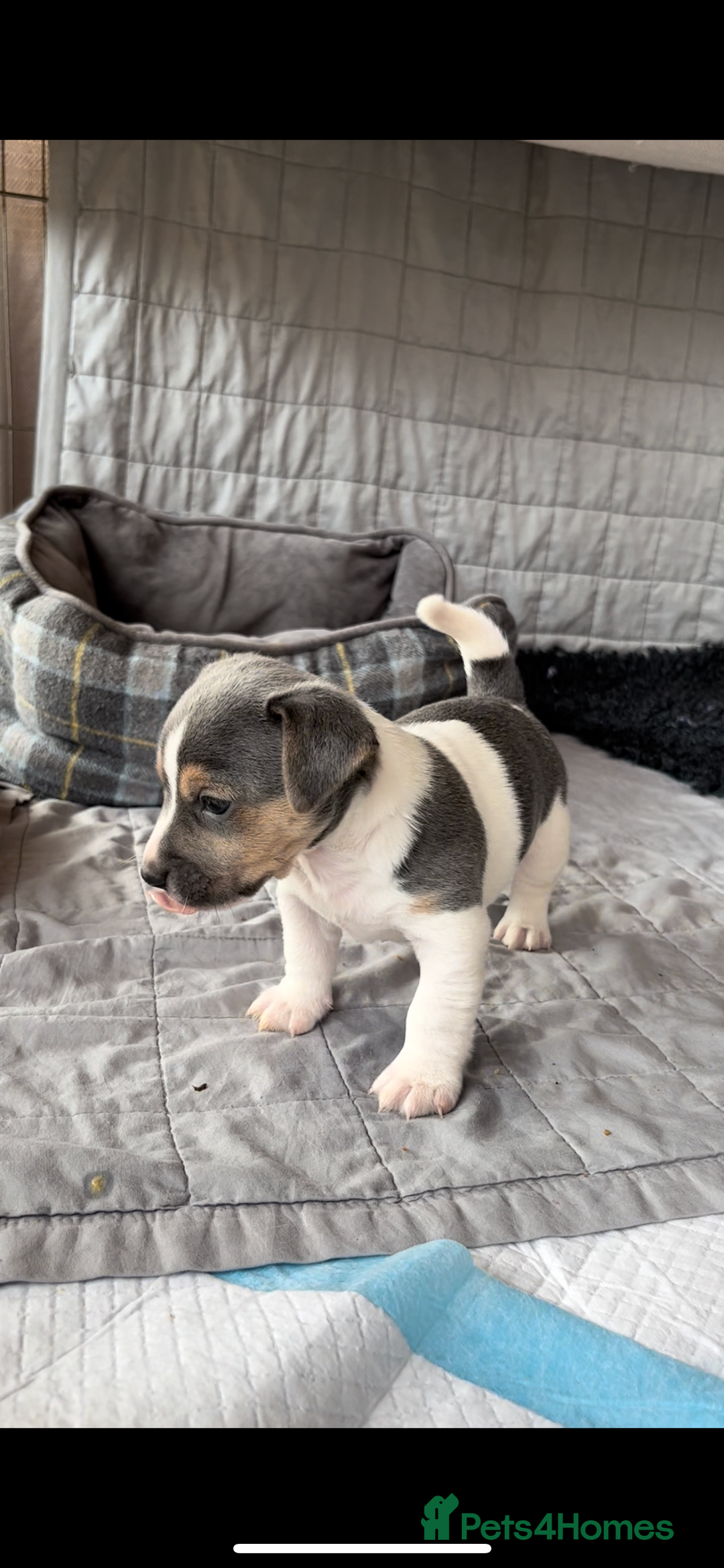 Jack Russell dogs for sale: Miniature Jack Russel puppies  - Image 5