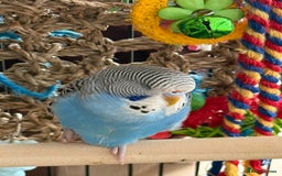 Budgerigars birds for sale: A pair of fully tamed budgies  £65 for both      - Image 4