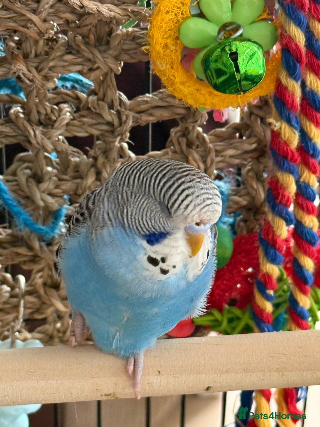 Budgerigars birds for sale: A pair of fully tamed budgies  £65 for both      - Image 4