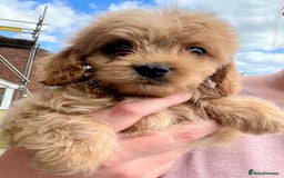 Mixed Breed dogs for sale: Last 2 puppies!  🩷 Maltipoo x Cockapoo puppies - Image 23