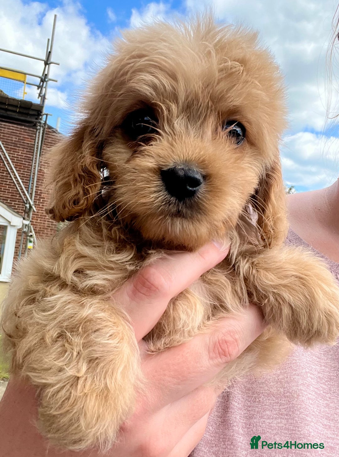 Mixed Breed dogs for sale: Last 2 puppies!  🩷 Maltipoo x Cockapoo puppies - Image 23