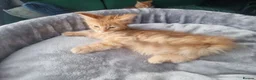 Maine Coon cats for sale: TICA REG. MAINE COON KITTENS  - Advert 20