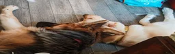 German Shepherd dogs for sale: Freya - Advert 6
