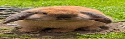Mini Lop rabbits for sale: Mini Lop ready for a new home in Sheffield - Advert 3
