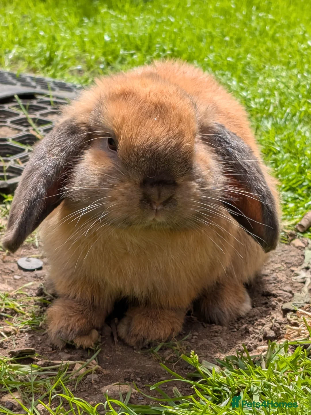 Mini Lop rabbits for sale: Mini Lop ready for a new home( One boy left) - Advert 3