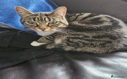 British Shorthair cats for sale: Re-home 4 years old tabby cat - Image 2