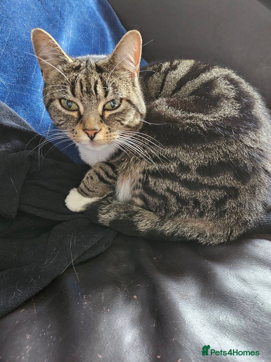 British Shorthair cats for sale: Re-home 4 years old tabby cat - Image 2