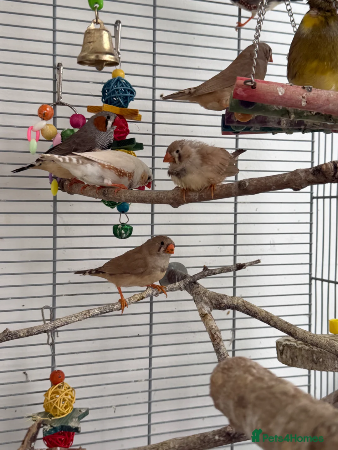 Finches birds for sale: Zebra finches - Pocket of joy  - Advert 2