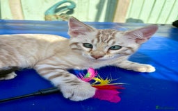 Savannah cats for sale: Superb snow leopard boys - Image 24